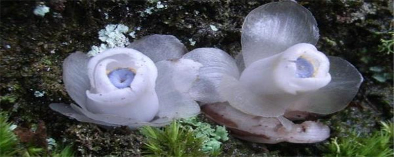 水晶兰花语 水晶兰花语
