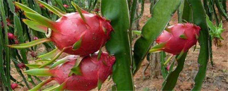 火龙果在哪里生长 火龙果在哪里生长