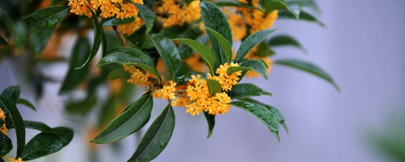 桂花分类 桂花分类