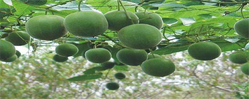 罗汉果是树还是藤 罗汉果是树还是藤