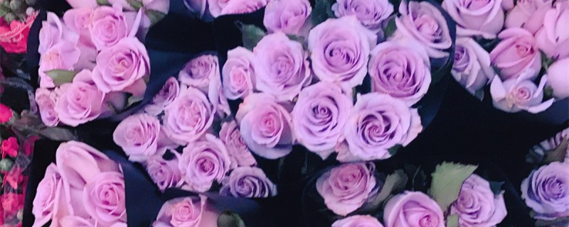 浅紫色玫瑰花叫什么 浅紫色玫瑰花叫什么