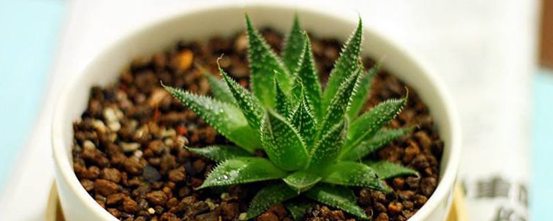 芦荟的花语 芦荟的花语
