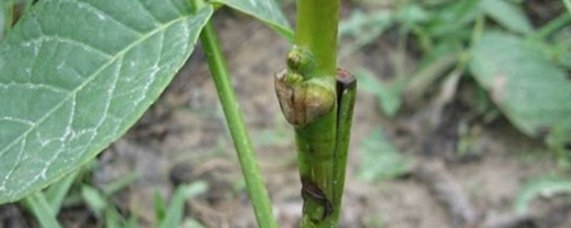 核桃树嫁接绝招 核桃树嫁接绝招