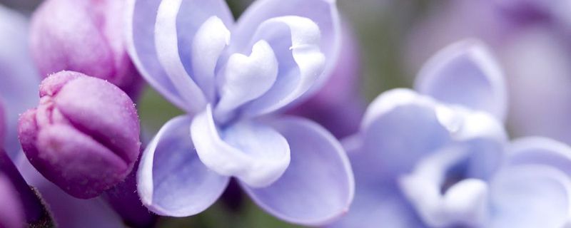 丁香花适合庭院种植吗 丁香花适合庭院种植吗