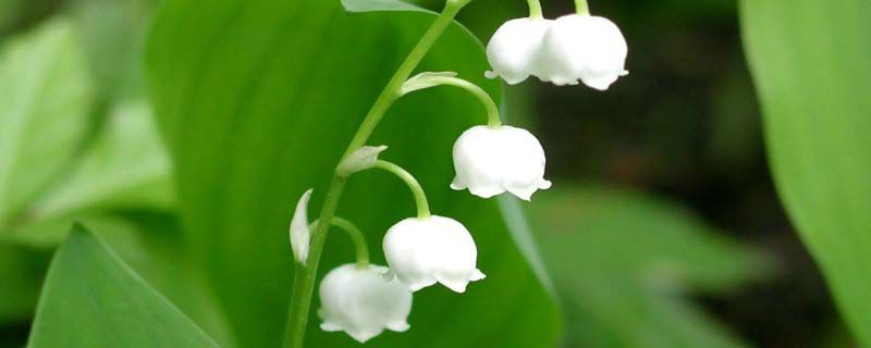 铃兰花寓意 铃兰花寓意