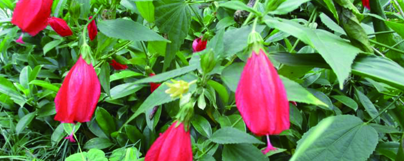 悬铃花怎么养 悬铃花怎么养