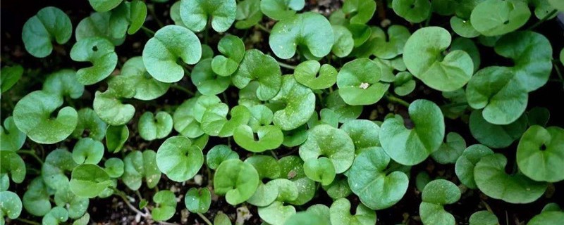 马蹄金怎么养 马蹄金怎么养