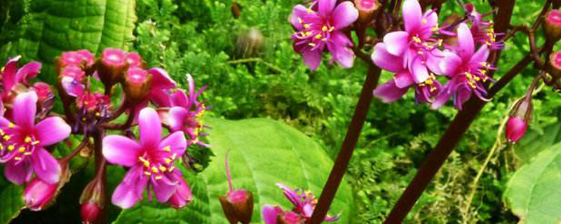 虎颜花怎么管理 虎颜花怎么管理