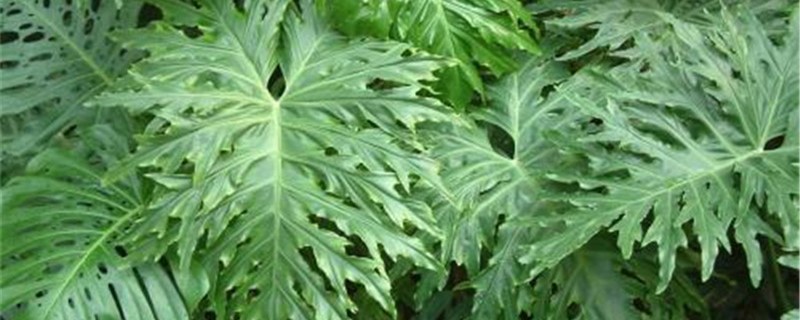 春芋怎么养 春芋怎么养