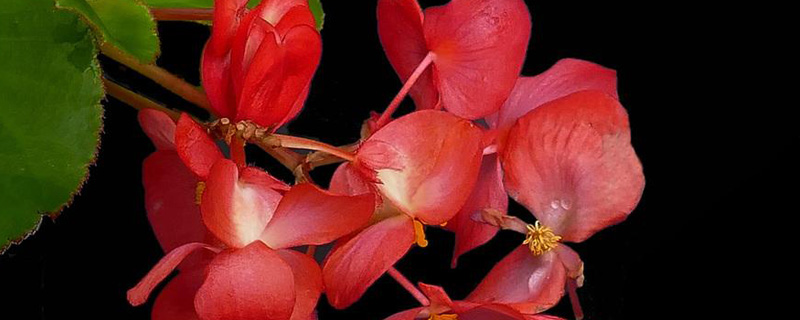 海棠盆栽埋多深 海棠盆栽埋多深