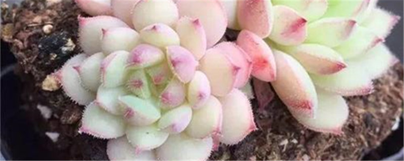 多肉小白药使用方法 多肉小白药使用方法