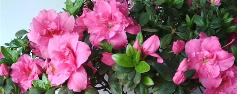 阳明山杜鹃花海的时间 阳明山杜鹃花海的时间
