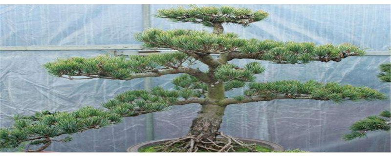 大阪松有几个品种 大阪松有几个品种