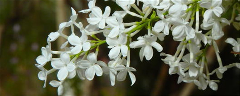 丁香花在什么季节开花 丁香花在什么季节开花