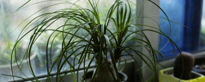 酒瓶兰开花怎么办 酒瓶兰开花怎么办