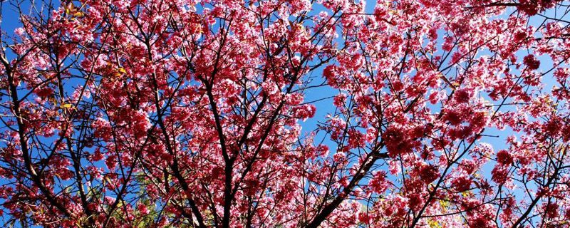 樱花对温度的要求 樱花对温度的要求