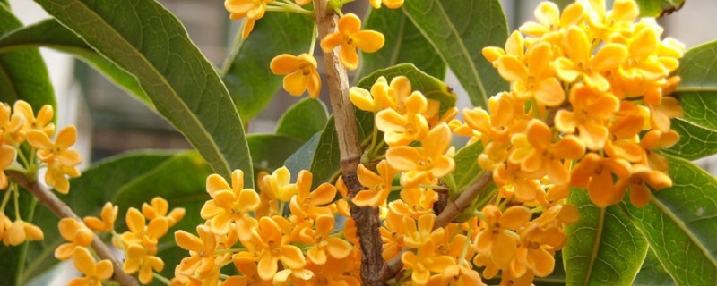桂花的产地/特征/花语及简介 桂花的产地/特征/花语及简介
