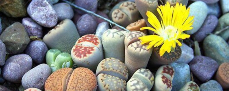 生石花对环境的要求 生石花对环境的要求