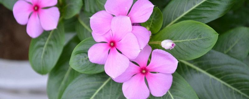 长春花浇水的时间/方法/水量/频率 长春花浇水的时间/方法/水量/频率