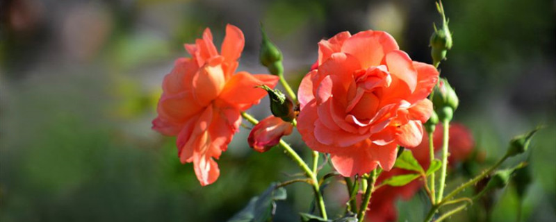 月季花上有白色絮状物是怎么回事 月季花上有白色絮状物是怎么回事