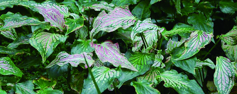 五彩芋有毒吗 五彩芋有毒吗