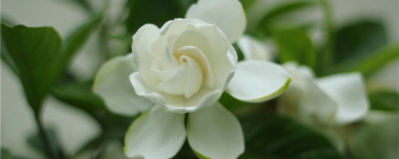 栀子花叶子落完了怎么办 栀子花叶子落完了怎么办