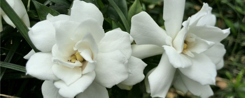 栀子花怎么样才能孕蕾 栀子花怎么样才能孕蕾