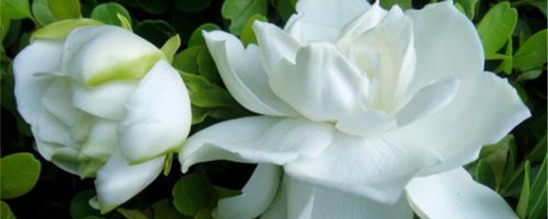 如何让栀子花长新叶 如何让栀子花长新叶