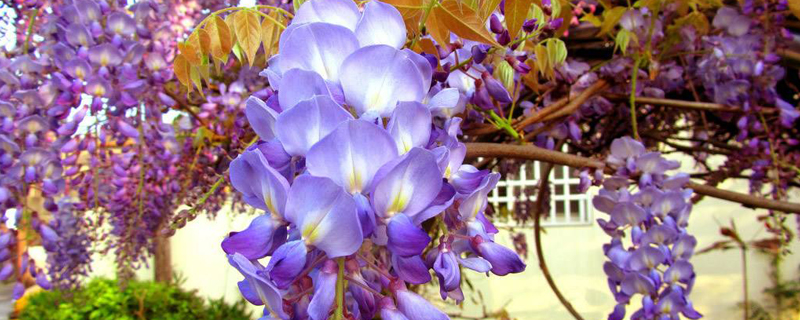 紫藤什么季节移栽 紫藤什么季节移栽