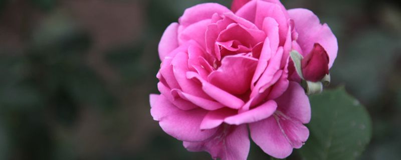 月季花什么季节开花 月季花什么季节开花