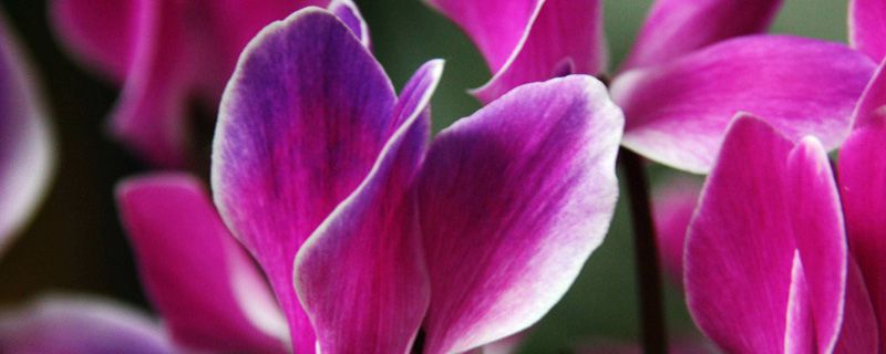 仙客来哪个季节开花 仙客来哪个季节开花