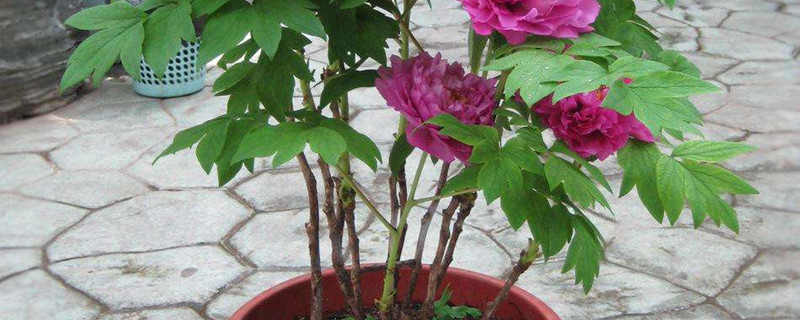 芍药适合什么季节种 芍药适合什么季节种