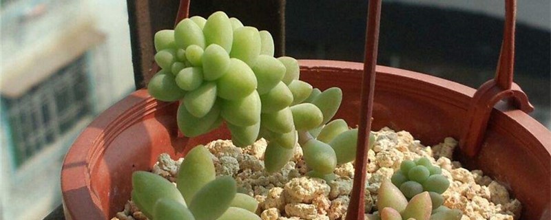 新玉缀生长季节 新玉缀生长季节