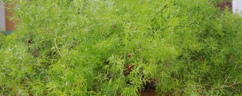 天门冬哪个季节种好 天门冬哪个季节种好