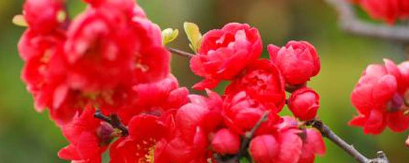 长寿冠海棠花有虫怎么办 长寿冠海棠花有虫怎么办