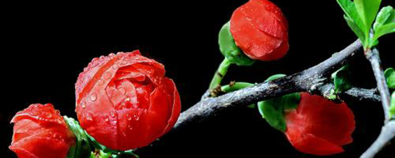 日本海棠为什么掉花 日本海棠为什么掉花