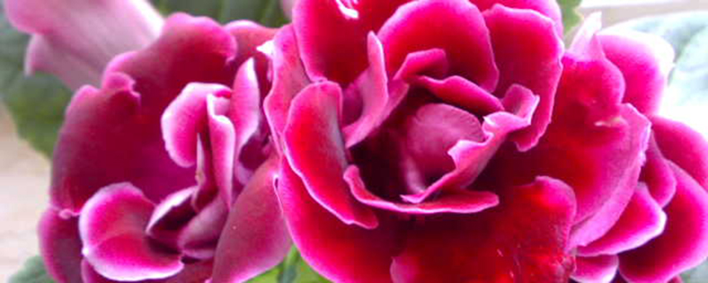 大岩桐土壤配制 大岩桐土壤配制