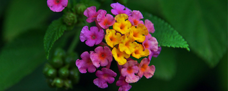 五色梅什么季节开花 五色梅什么季节开花