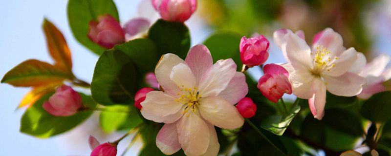海棠花选什么颜色花盆 海棠花选什么颜色花盆