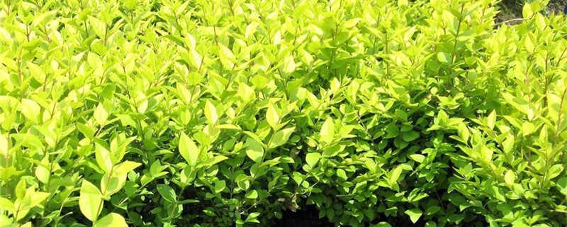大叶女贞栽植技术 大叶女贞栽植技术