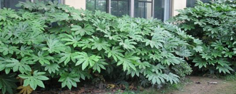 八角金盘的虫害 八角金盘的虫害