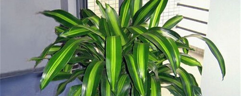 巴西铁的种植与培养 巴西铁的种植与培养