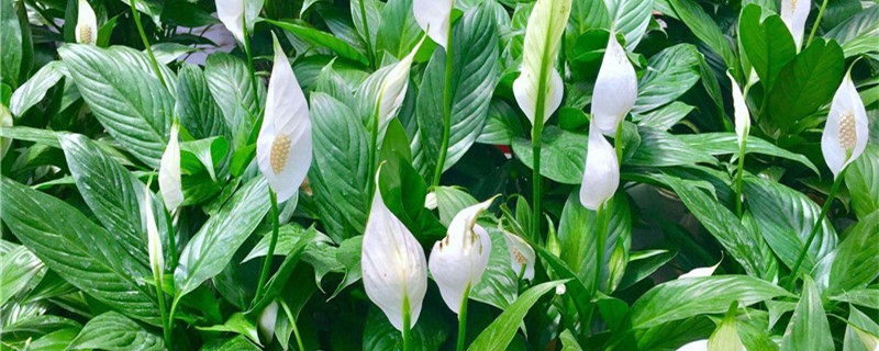 白掌的花一年开几次 白掌的花一年开几次