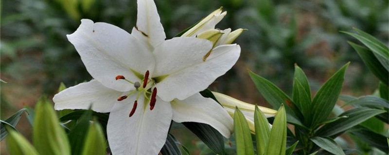 百合发芽后多久开花 百合发芽后多久开花