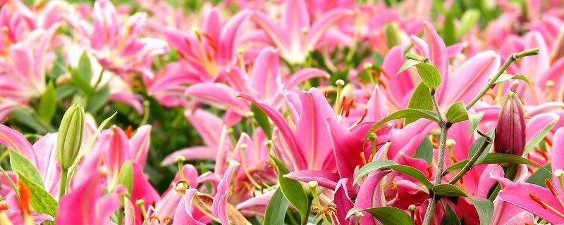 百合花水培放多少糖 百合花水培放多少糖
