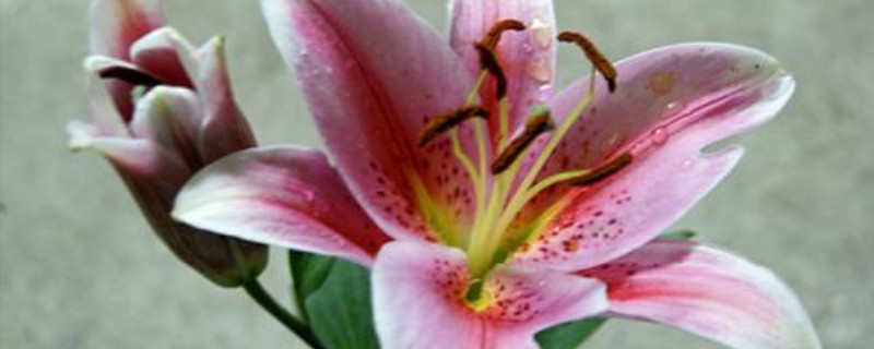 无根百合花怎样繁殖 无根百合花怎样繁殖