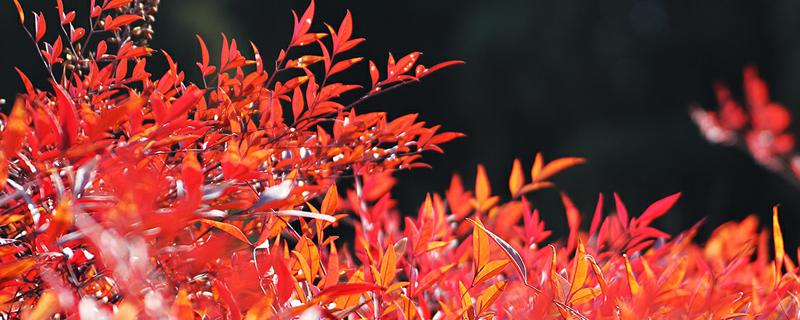 南天竹有哪些病虫害,应如何防治 南天竹有哪些病虫害,应如何防治