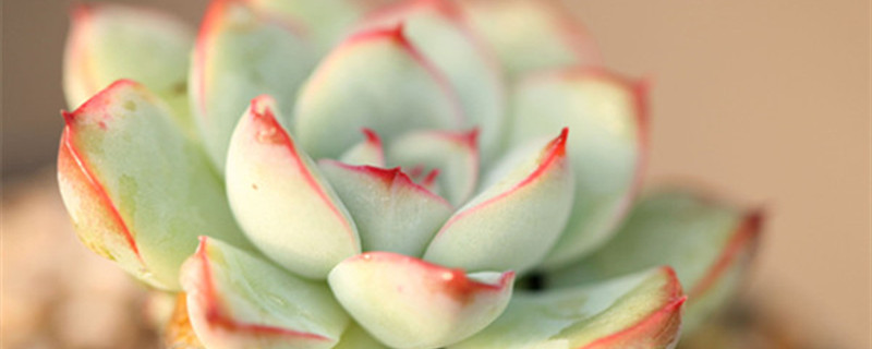 如何给花月夜浇水 如何给花月夜浇水