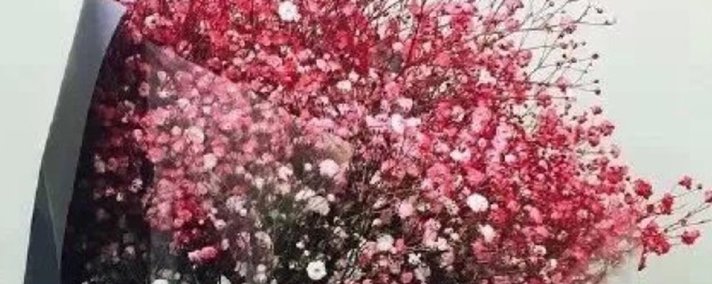 满天星干花怎样插花瓶 满天星干花怎样插花瓶