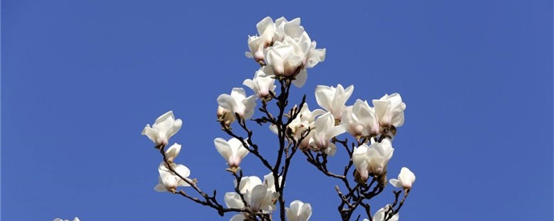 白玉兰怎样压条 白玉兰怎样压条
